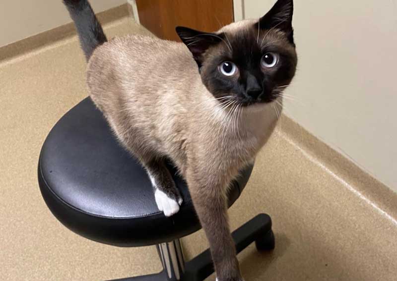 Carousel Slide 4: Cat exams