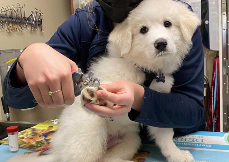 Carousel Slide 5: Fear free veterinary visits