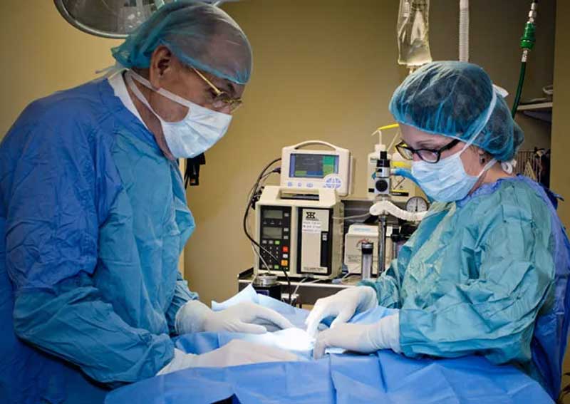 Carousel Slide 6: Veterinary surgery