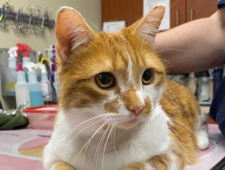 Preventive Care for Cats