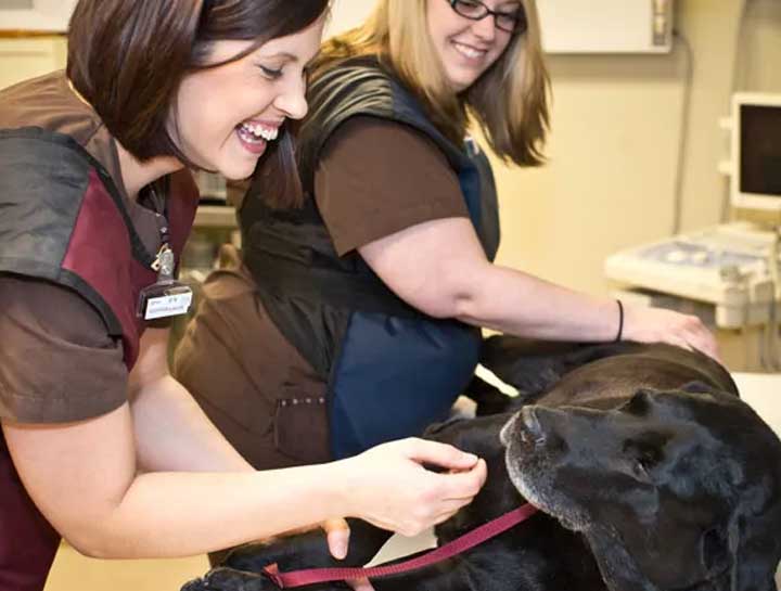 Pet Digital Radiology