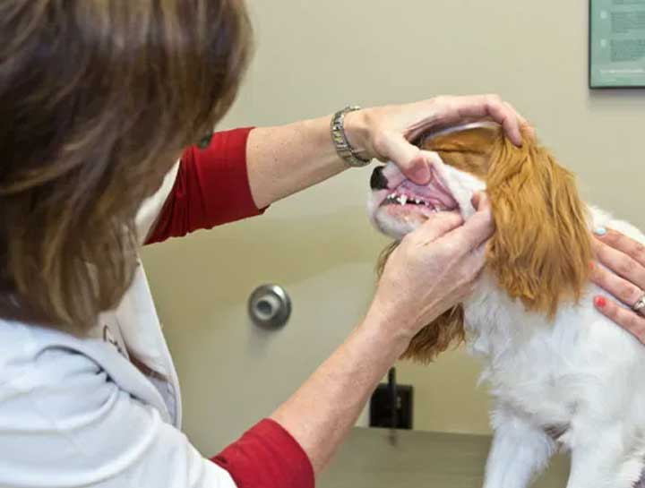 Preventive Care for Dogs